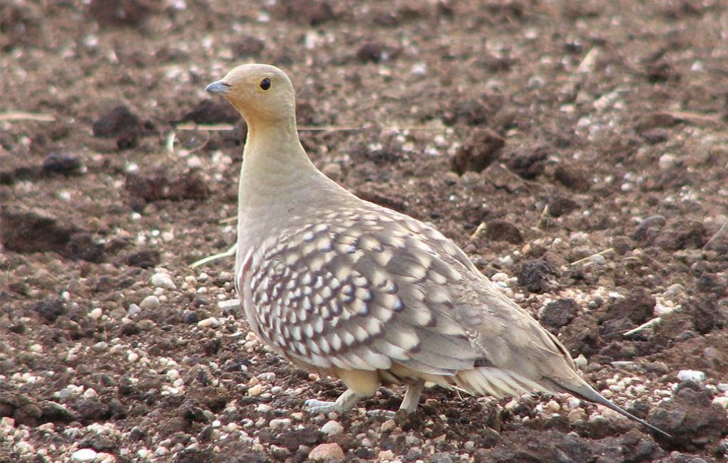 Namaqua Sandgrouse