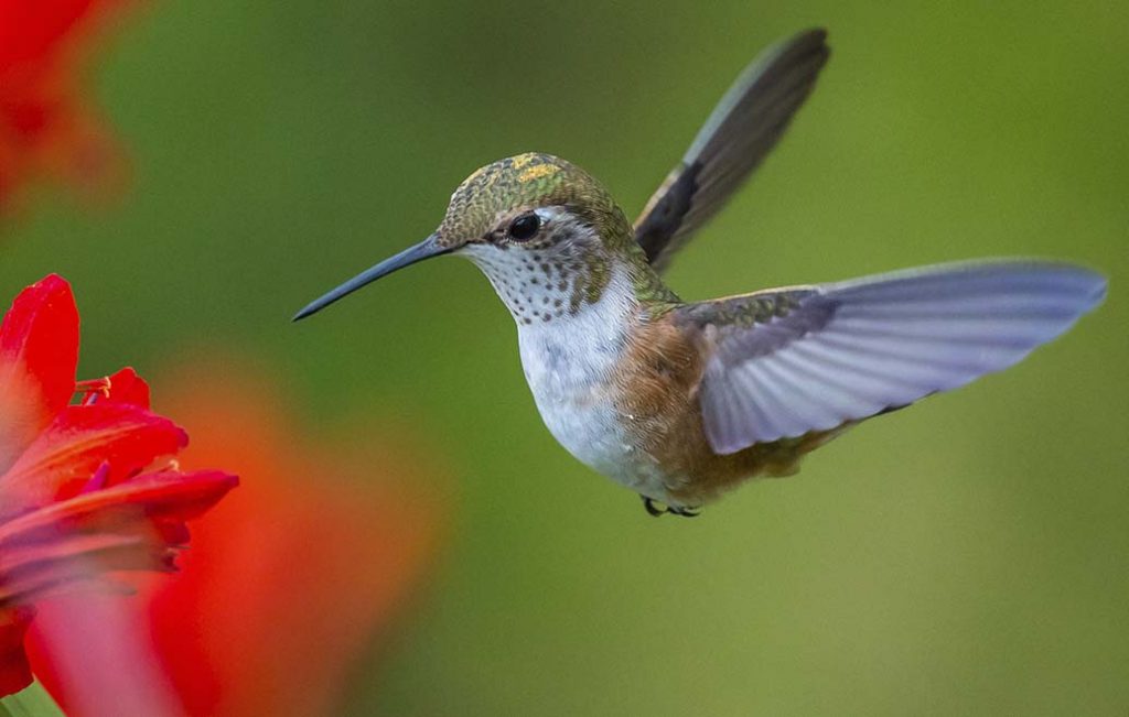 colibri
