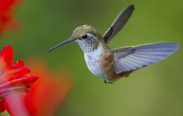 colibri