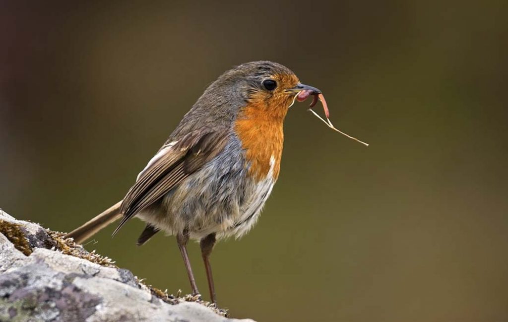 red robin
