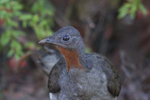 Superb Lyrebird (Menura Novaehollandiae)