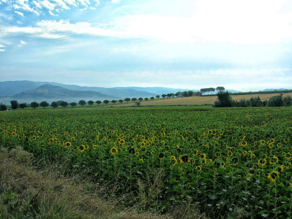 Ciclotour Toscana9