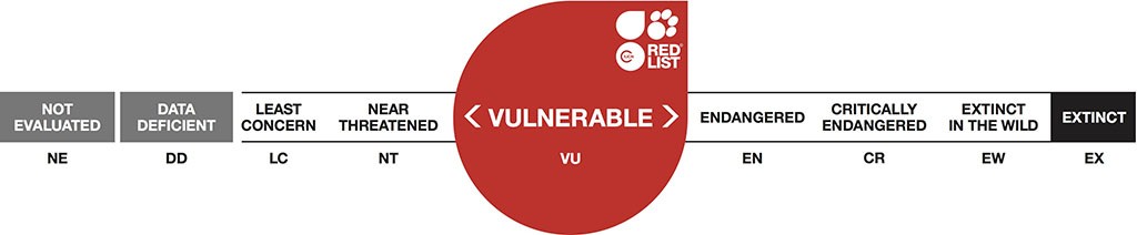vulnerabile