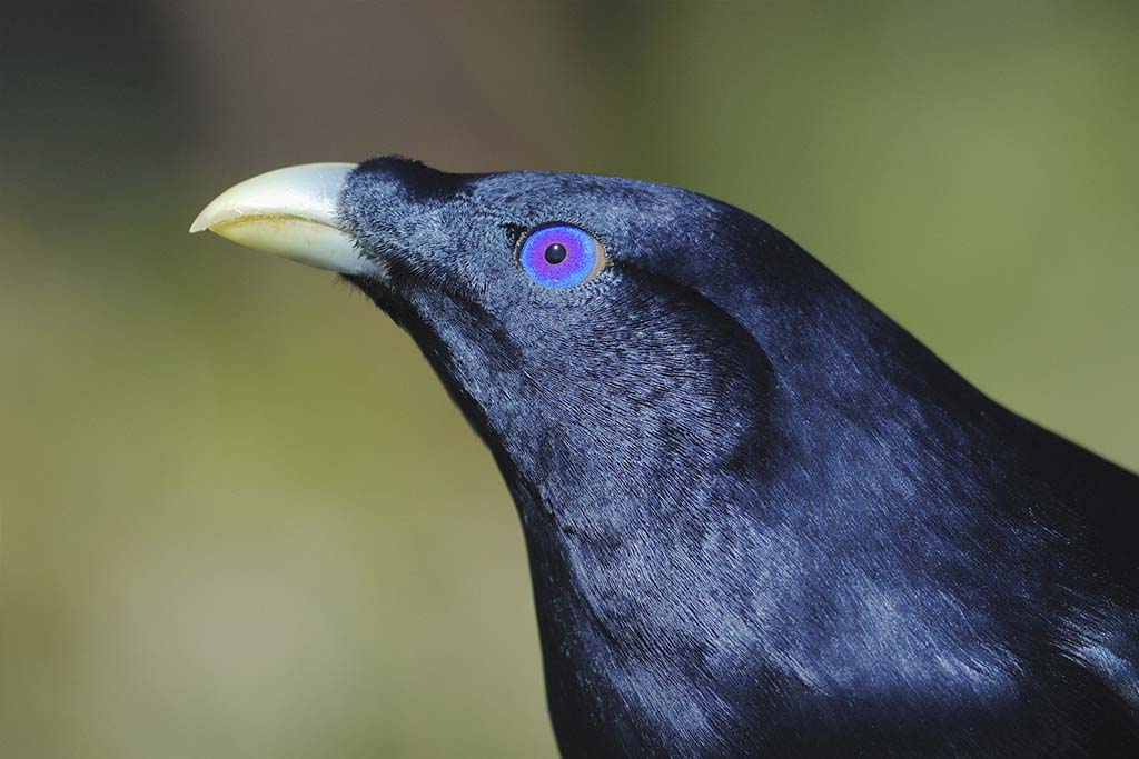 Male Satin Bowerbird (Ptilonorhynchus violaceu)