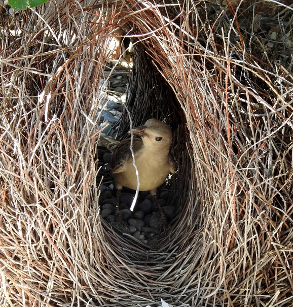 bower bird