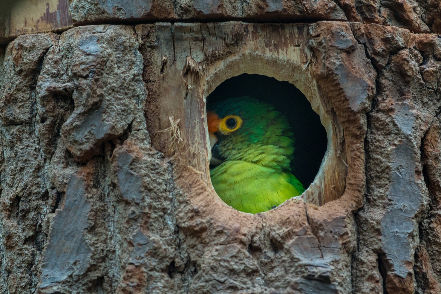 Orange-fronted Conure