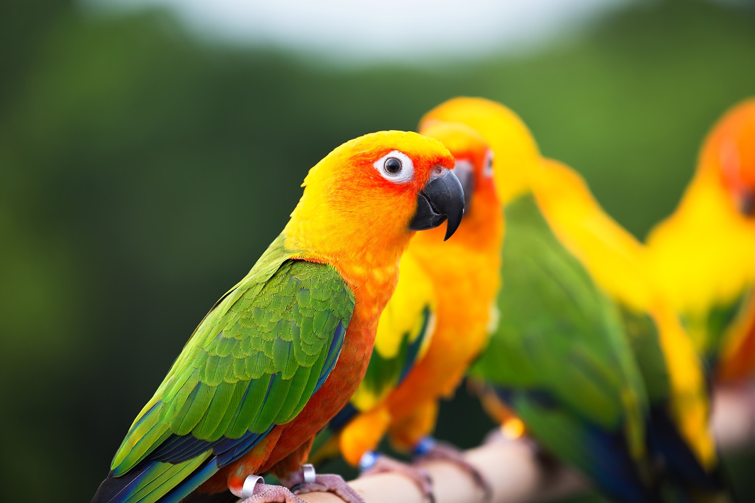 Sun Conure parrot