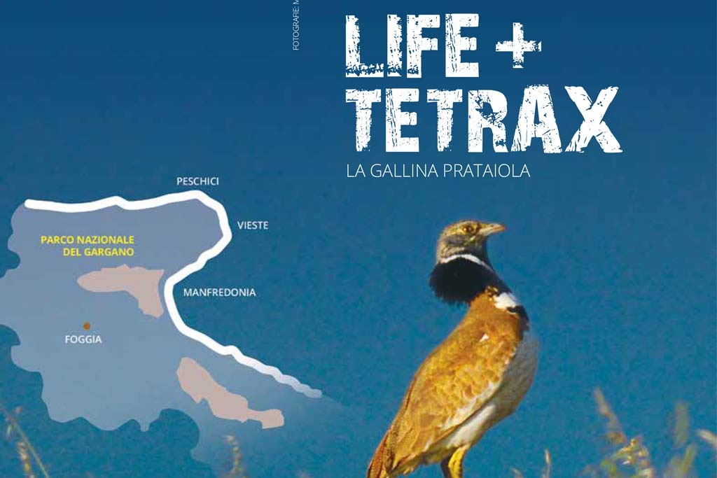 tetrax1