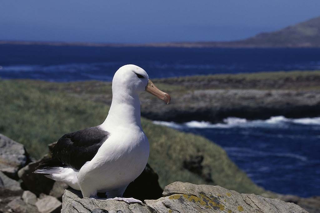 albatros