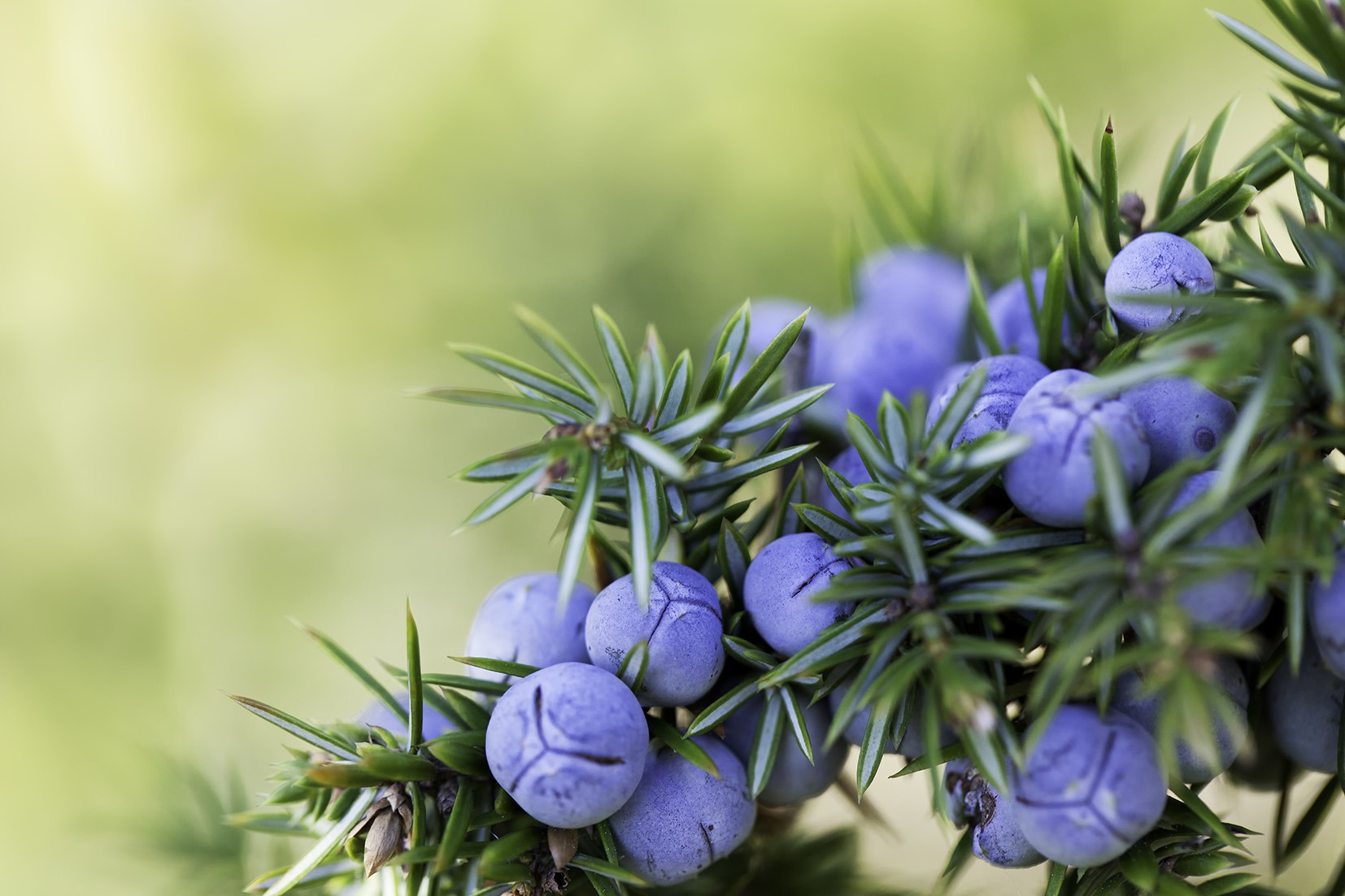 Juniper berries