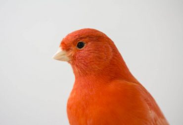 Canarino rosso