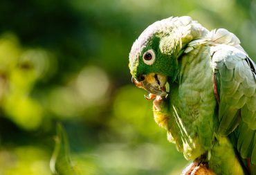 Alimentazione delle Amazzoni