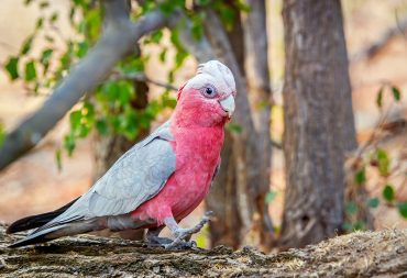 Foraging parrots