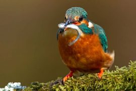 european kingfisher