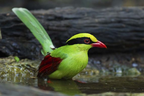 Deep Common green magpie
