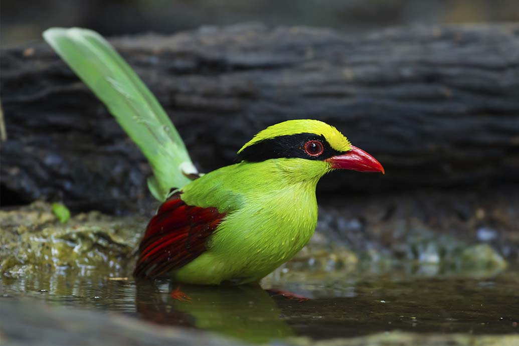 Deep Common green magpie