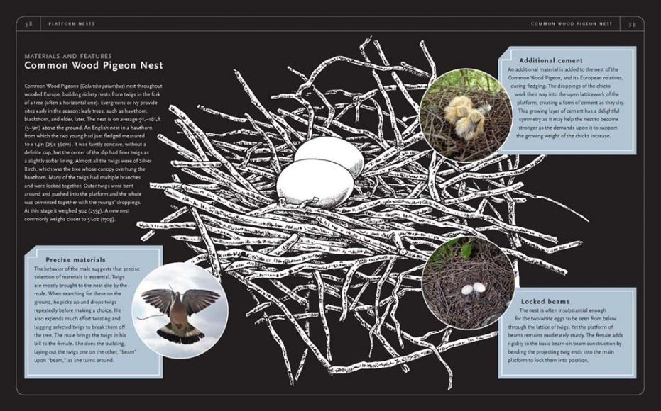Nido di colombaccio (Columba palumbus). Il maschio cerca in modo accurato ramoscelli sia al suolo che direttamente sugli alberi, è compito della femmina utilizzare questo materiale per comporre il nidi.
