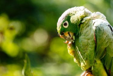 Alimentazione delle Amazzoni